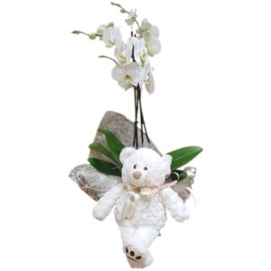Planta de orquídea con peluche
