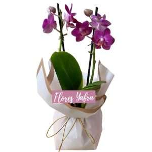 Planta de orquídeas baby