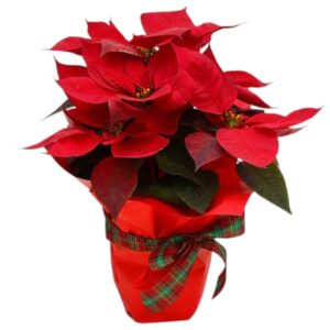 Alegre Planta Ponsettia de navidad