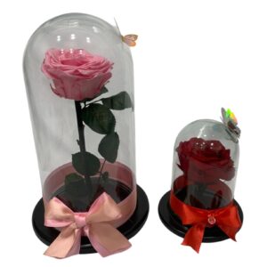 Base Cúpula con Rosa eterna o preservada